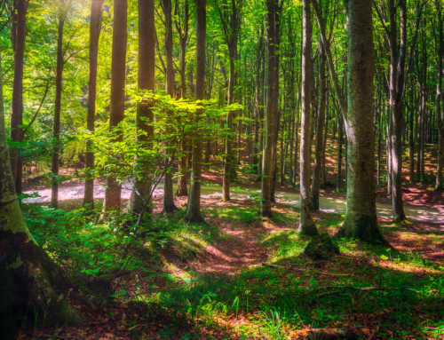 La malattia dell’inchiostro nelle foreste italiane: una minaccia alla biodiversità e il ruolo del telerilevamento satellitare